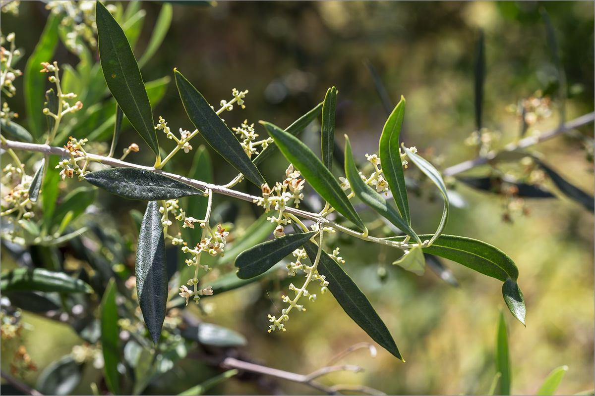 Image of Olea europaea specimen.