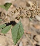Amaranthus blitum