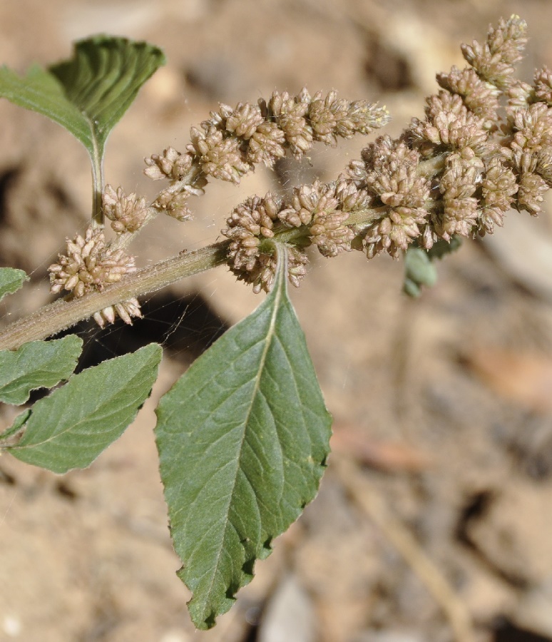 Изображение особи Amaranthus blitum.