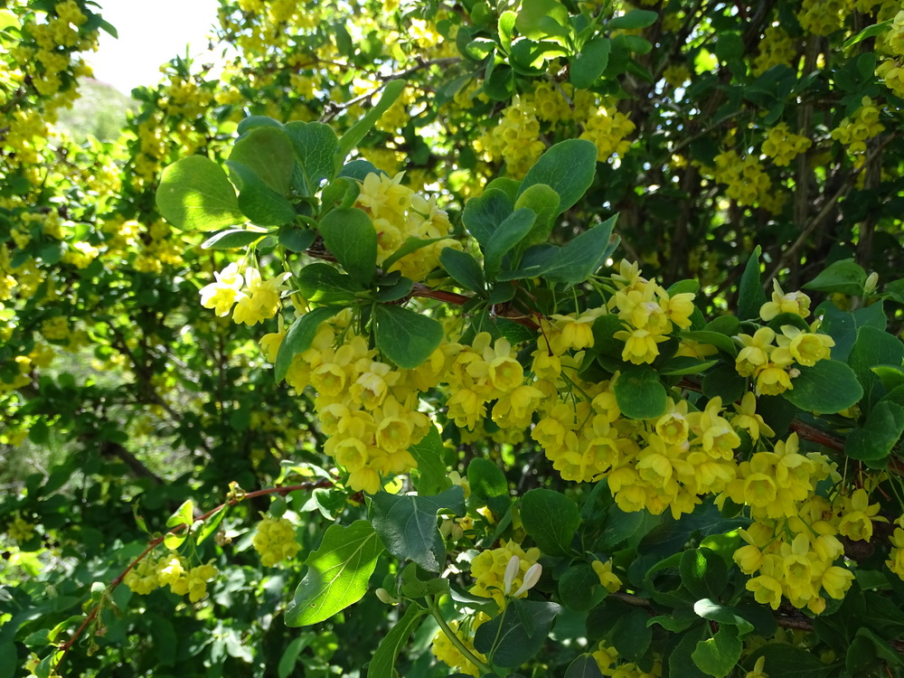 Image of Berberis sphaerocarpa specimen.