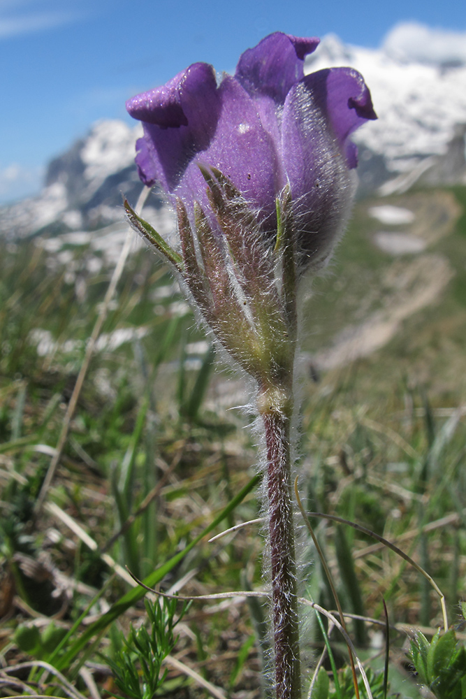 Image of Pulsatilla violacea specimen.