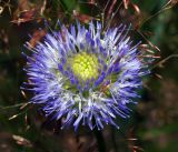 Jasione montana
