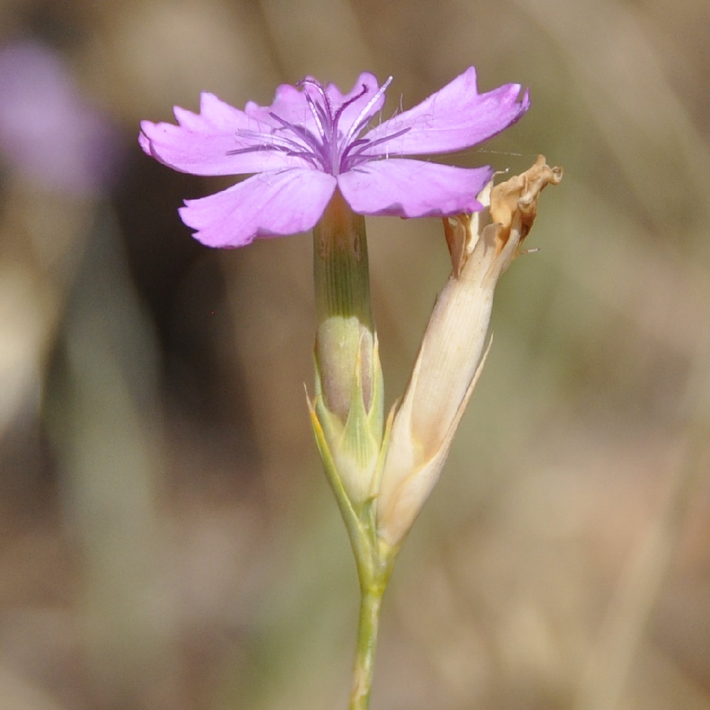 Изображение особи Dianthus gracilis.