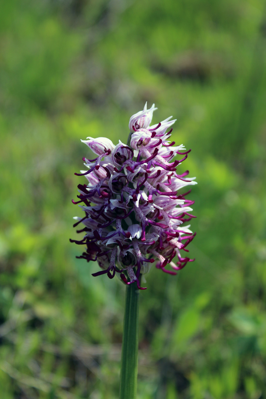 Image of Orchis simia specimen.