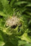 Cirsium oleraceum