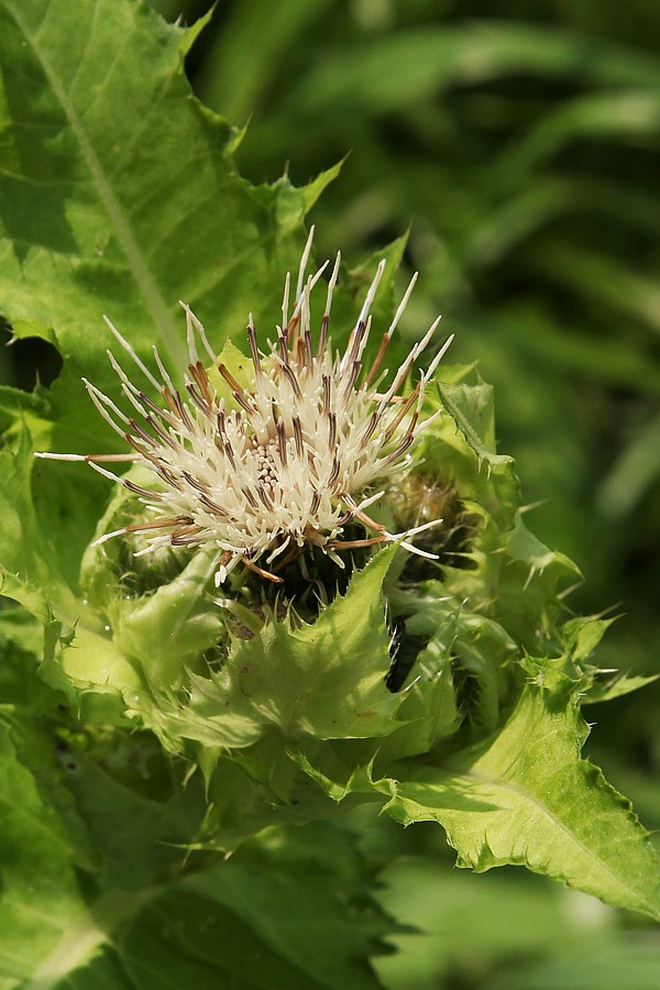 Image of Cirsium oleraceum specimen.