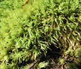 род Leucobryum