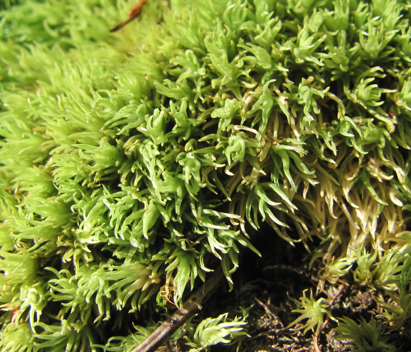 Image of genus Leucobryum specimen.