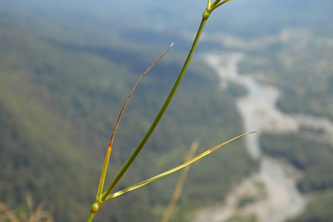 Image of Dianthus fragrans specimen.