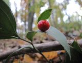 Ruscus hypoglossum