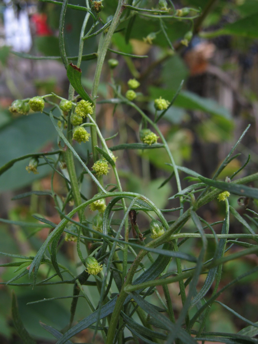 Изображение особи Artemisia dracunculus.