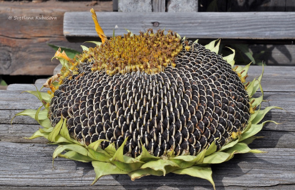 Image of Helianthus annuus specimen.