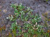 Salix arctica. Плодоносящее растение. Исландия, окр. ледника Эйриксйокюдль, лавовое поле Хальмундархраун, склон, поросший мхами. 09.08.2016.