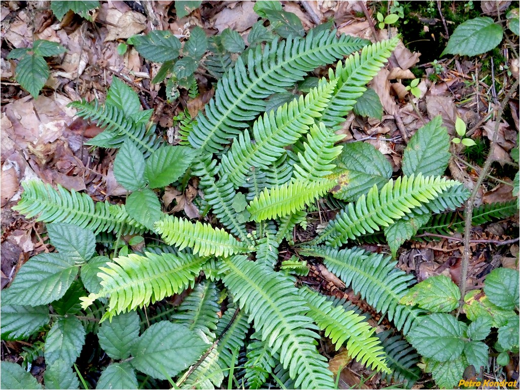 Image of Blechnum spicant specimen.