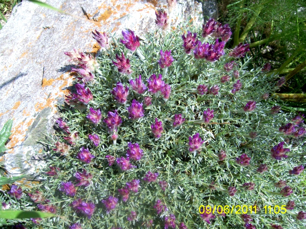 Изображение особи Astragalus uraniolimneus.