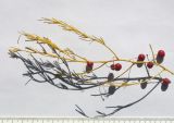 Asparagus persicus