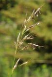 genus Helictotrichon. Соцветие с висящими (погибшими от болезни?) насекомыми. Казахстан, Тянь-Шань, хр. Илейский Алатау, Большое Алмаатинское ущ., в нише скалы, вблизи озера. 12.06.2016.