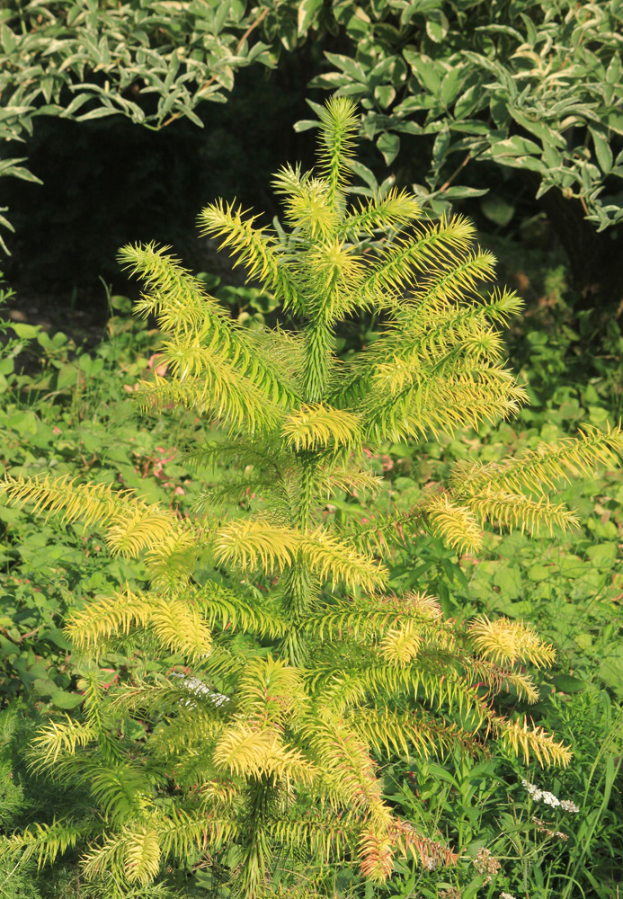 Image of Cunninghamia lanceolata specimen.