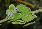 Ballota philistaea