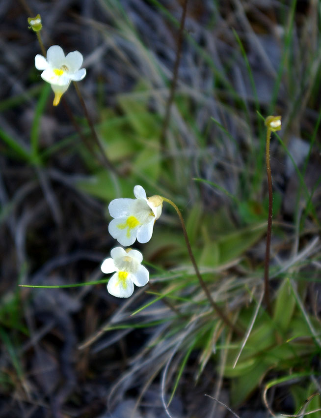 Изображение особи Pinguicula alpina.