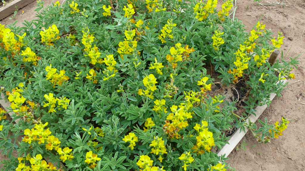 Image of Thermopsis jacutica specimen.