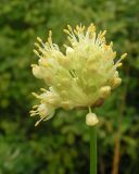 Allium condensatum. Распускающееся соцветие. Приморский край, Хасанский р-н, окр. горы Голубиный утес, дюны на приморской террасе. 24.07.2016.