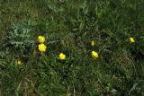 Ranunculus bulbosus. Цветущие растения. Нидерланды, Северное море, о-в Схирмонниког, луг на приморской дамбе. 24 мая 2010 г.