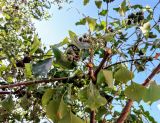Triadica sebifera. Часть ветки плодоносящего дерева. Израиль, г. Бат-Ям, в культуре. 28.09.2016.