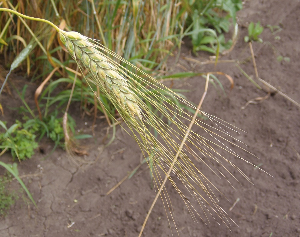 Image of Triticum aestivum specimen.