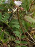 Astragalus alpinus. Отцветщее соцветие в начале плодоношения. Магаданская обл., Ольский р-н, Ольское шоссе, приморская терраса. 01.07.2016.