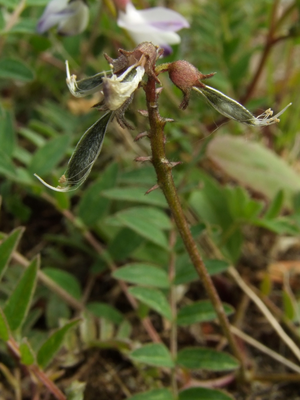 Изображение особи Astragalus alpinus.