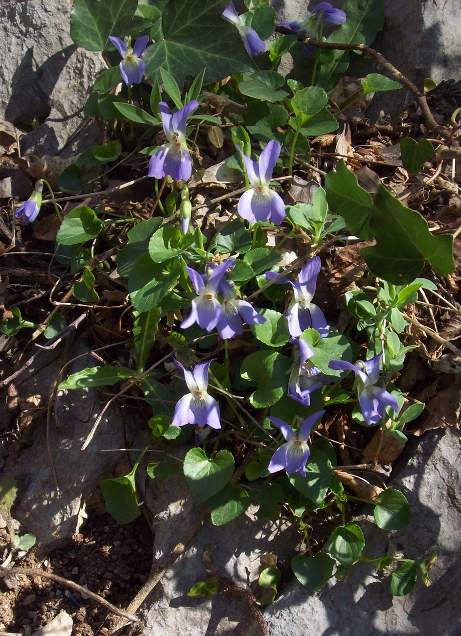 Image of Viola suavis specimen.