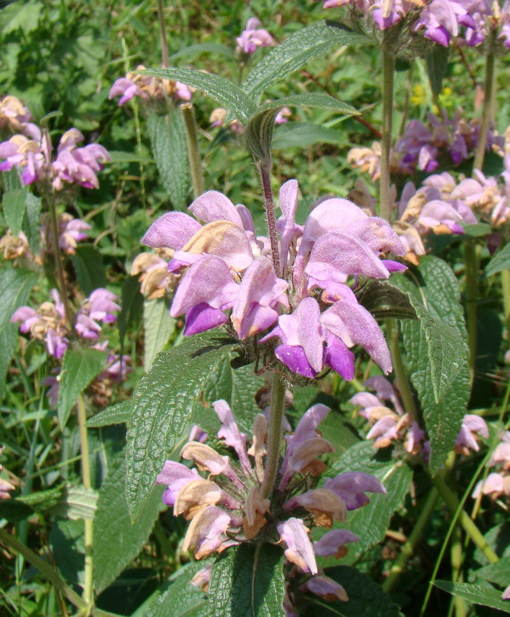 Изображение особи Phlomis majkopensis.