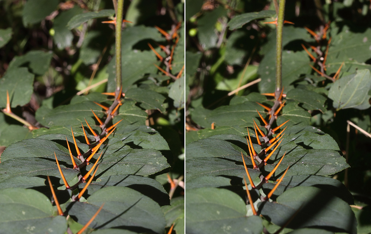 Image of familia Rhamnaceae specimen.