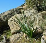 Asphodelus albus. Вегетирующее растение. Испания, Центральная Кордильера, нац. парк Сьерра-де-Гуадаррама, гранитный массив La Pedriza. Январь.