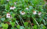 Vaccinium vitis-idaea