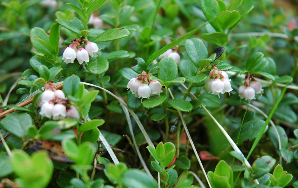 Image of Vaccinium vitis-idaea specimen.