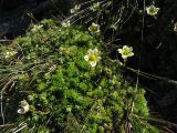 Saxifraga bryoides. Дерновина цветущих растений на скале в альпийском поясе. Украина, Ивано-Франковская обл., Верховинский р-н, хр. Черногора, 2000 м н.у.м. 17 июля 2007 г.