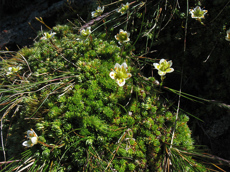 Изображение особи Saxifraga bryoides.