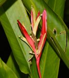 Heliconia psittacorum. Верхушка побега с общим соцветием. Таиланд, о-в Пхукет, курорт Ката, территория гостиницы, в культуре. 10.01.2017.