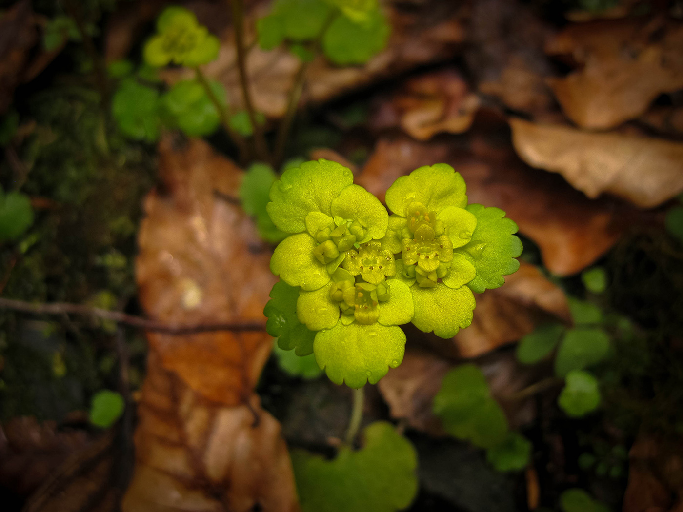 Изображение особи Chrysosplenium alternifolium.