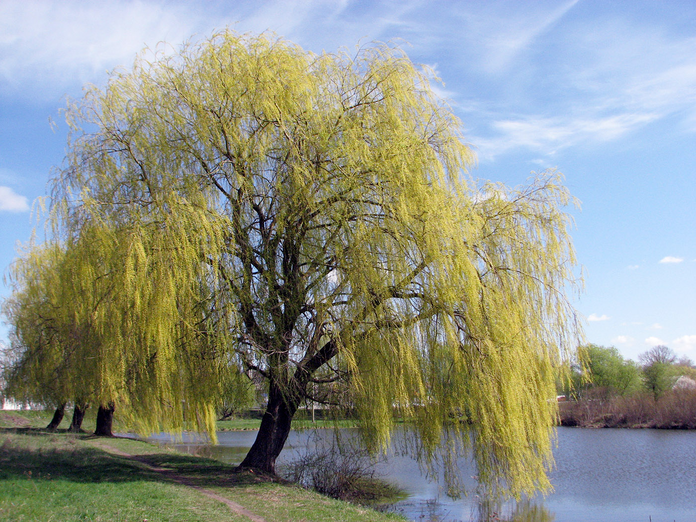 Image of Salix babylonica specimen.