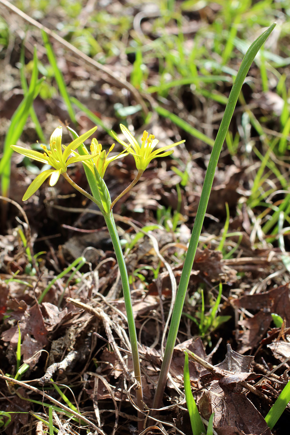 Изображение особи Gagea brevistolonifera.