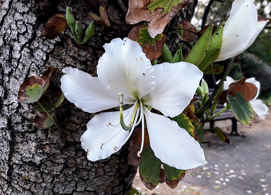 Image of Bauhinia variegata specimen.