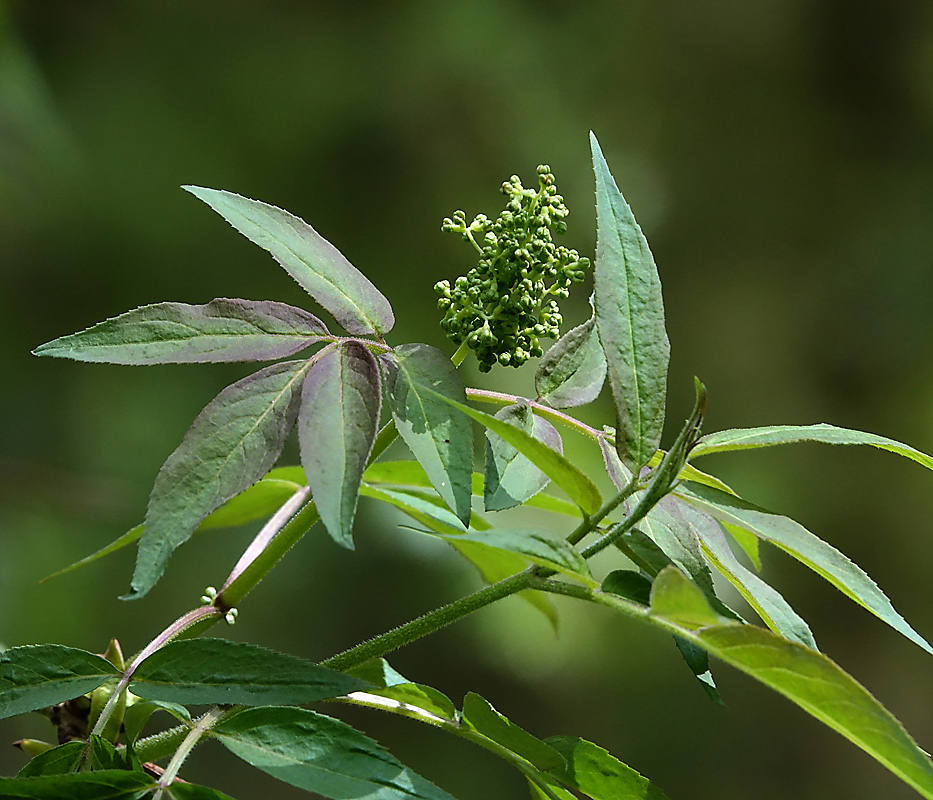 Изображение особи Sambucus racemosa.