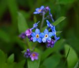 Myosotis sylvatica. Цветки. Московская обл., Раменский р-н, окр. дер. Хрипань, садовый участок. 17.05.2017.
