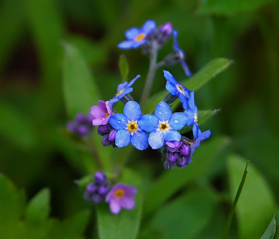 Изображение особи Myosotis sylvatica.