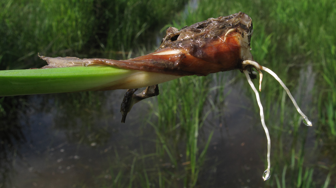 Image of Iris pseudacorus specimen.