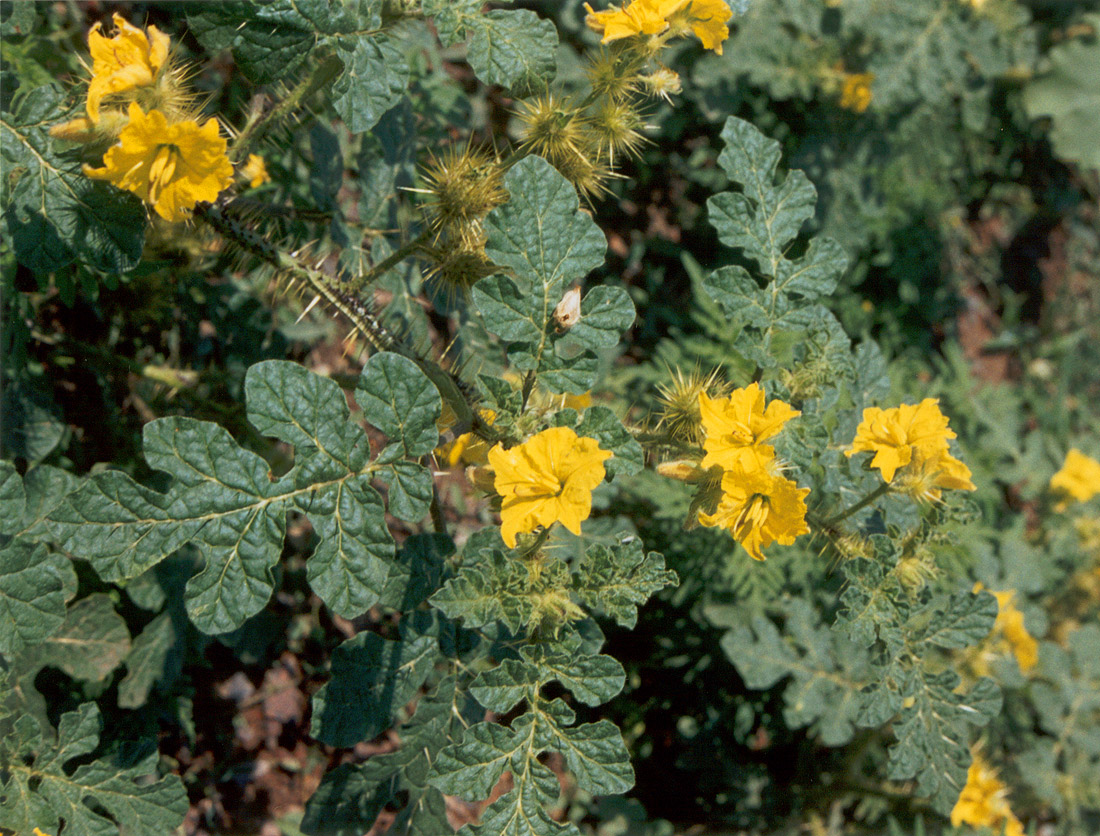 Изображение особи Solanum cornutum.