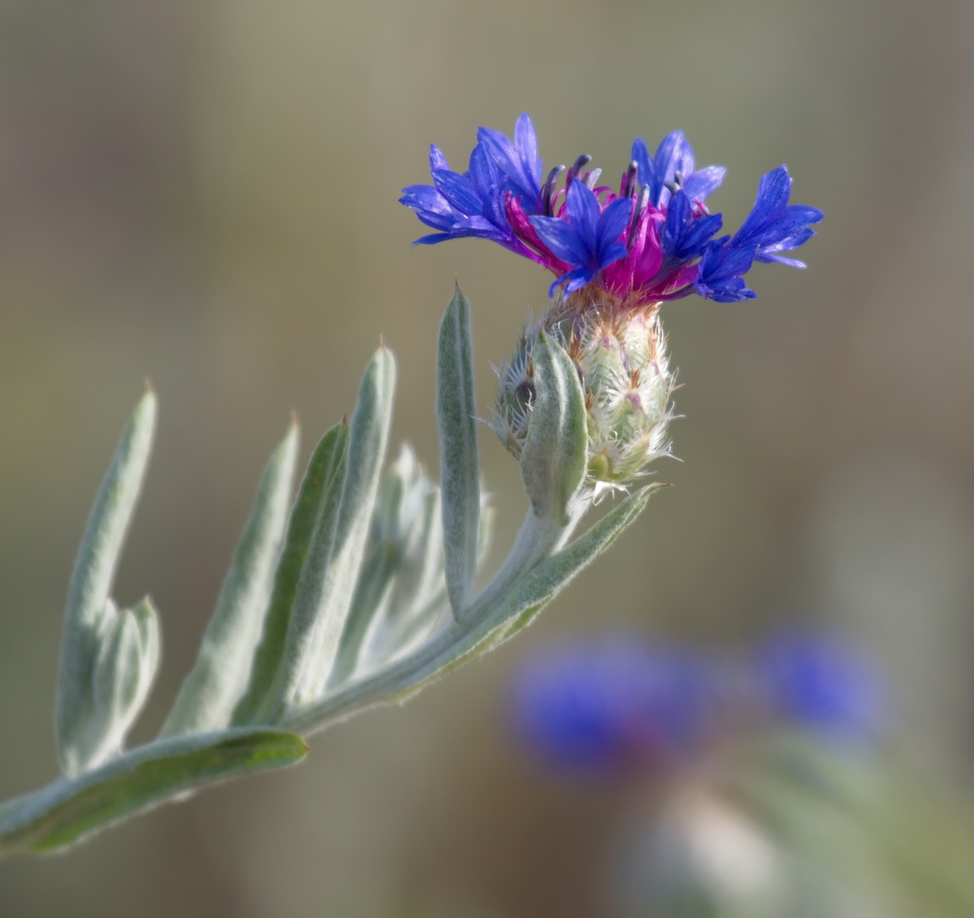 Image of Centaurea depressa specimen.